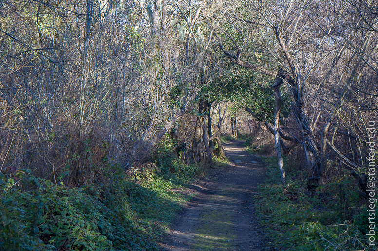 jasper ridge